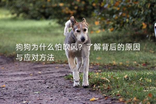 狗狗為什么怕吹風(fēng)？了解背后的原因與應(yīng)對方法