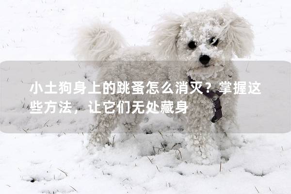 小土狗身上的跳蚤怎么消滅？掌握這些方法，讓它們無處藏身