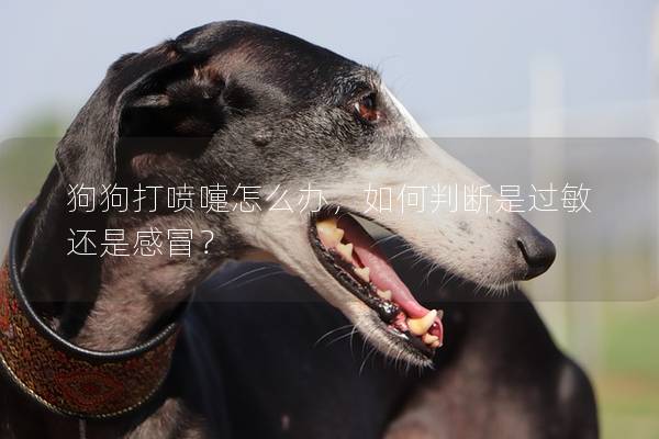 狗狗打噴嚏怎么辦，如何判斷是過(guò)敏還是感冒？