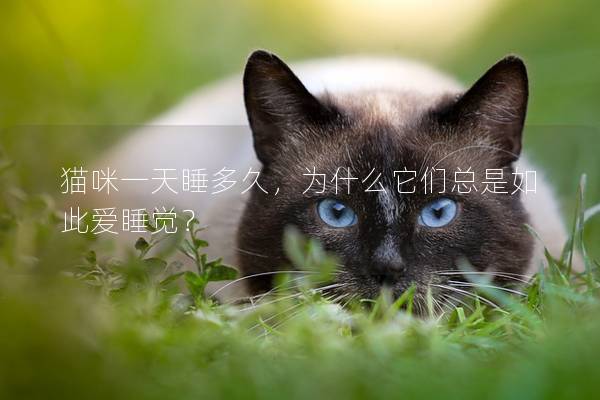 貓咪一天睡多久，為什么它們總是如此愛睡覺？