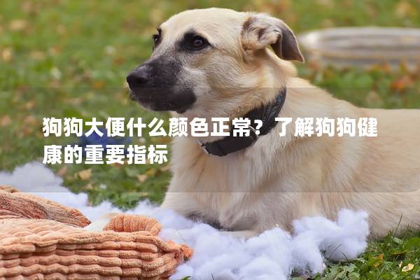 狗狗大便什么顏色正常?了解狗狗健康的重要指標