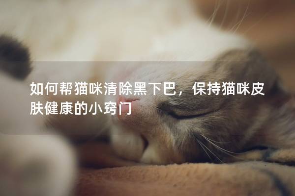 如何幫貓咪清除黑下巴，保持貓咪皮膚健康的小竅門