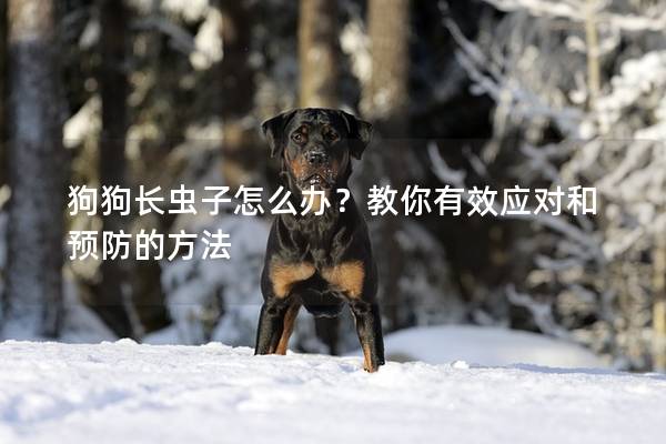 狗狗長(zhǎng)蟲(chóng)子怎么辦？教你有效應(yīng)對(duì)和預(yù)防的方法