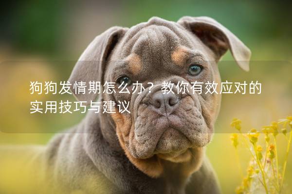 狗狗發情期怎么辦？教你有效應對的實用技巧與建議