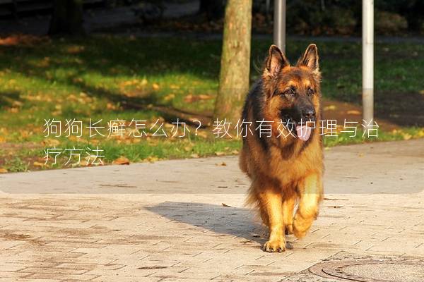 狗狗長癬怎么辦？教你有效護(hù)理與治療方法