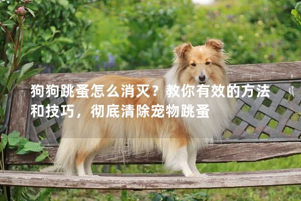狗狗跳蚤怎么消滅？教你有效的方法和技巧，徹底清除寵物跳蚤