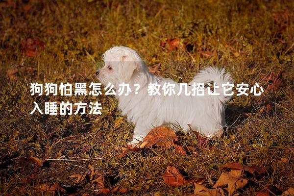狗狗怕黑怎么辦？教你幾招讓它安心入睡的方法