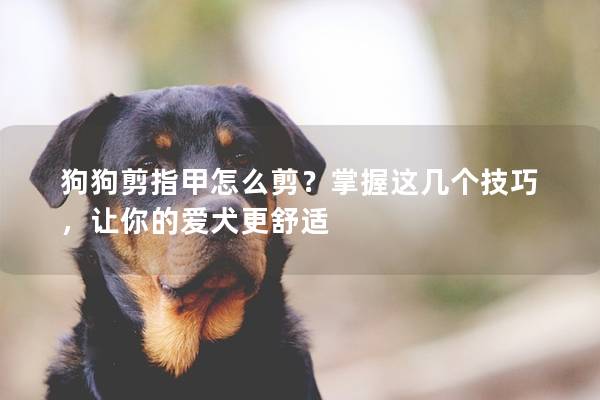 狗狗剪指甲怎么剪？掌握這幾個技巧，讓你的愛犬更舒適