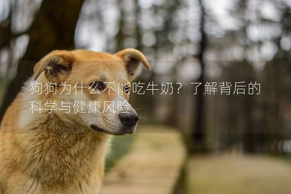狗狗為什么不能吃牛奶？了解背后的科學與健康風險
