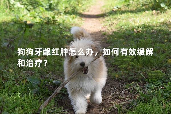 狗狗牙齦紅腫怎么辦，如何有效緩解和治療？