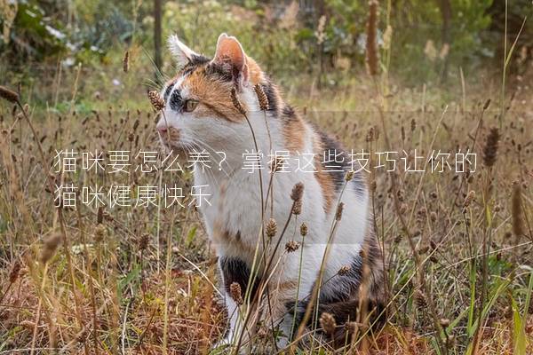貓咪要怎么養？掌握這些技巧讓你的貓咪健康快樂