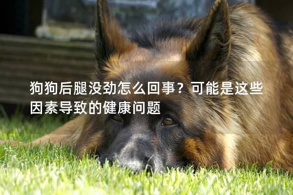 狗狗后腿沒勁怎么回事？可能是這些因素導致的健康問題