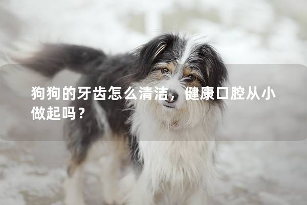 狗狗的牙齒怎么清潔，健康口腔從小做起嗎？