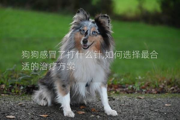 狗狗感冒了打什么針,如何選擇最合適的治療方案