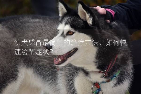 幼犬感冒最簡單的治療方法，如何快速緩解癥狀？