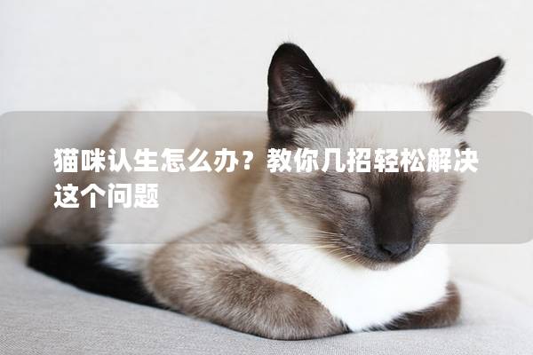 貓咪認生怎么辦？教你幾招輕松解決這個問題