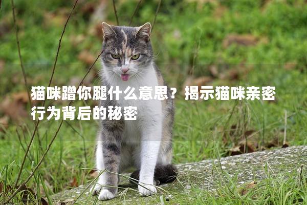 貓咪蹭你腿什么意思?揭示貓咪親密行為背后的秘密 貓咪蹭你腿什么意思?揭示貓咪親密行為背后的秘密