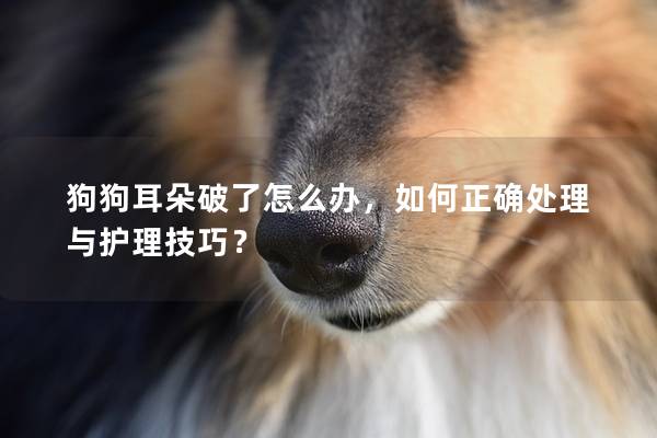 狗狗耳朵破了怎么辦，如何正確處理與護理技巧？