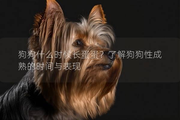 狗狗什么時候長蛋蛋？了解狗狗性成熟的時間與表現(xiàn)