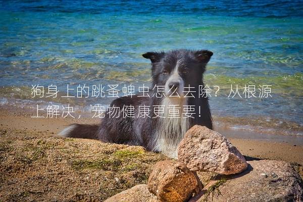 狗身上的跳蚤蜱蟲怎么去除？從根源上解決，寵物健康更重要!