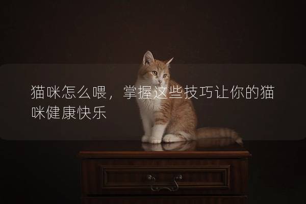 貓咪怎么喂，掌握這些技巧讓你的貓咪健康快樂(lè)
