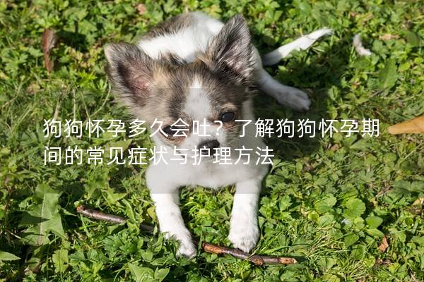 狗狗懷孕多久會吐?了解狗狗懷孕期間的常見癥狀與護理方法