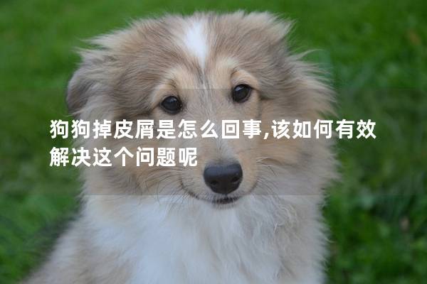狗狗掉皮屑是怎么回事,該如何有效解決這個問題呢
