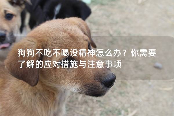 狗狗不吃不喝沒精神怎么辦？你需要了解的應對措施與注意事項