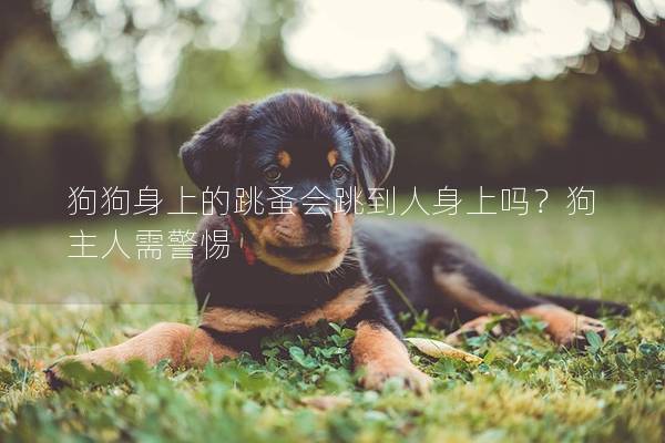 狗狗身上的跳蚤會跳到人身上嗎?狗主人需警惕 狗狗身上的跳蚤會跳到人身上嗎?狗主人需警惕