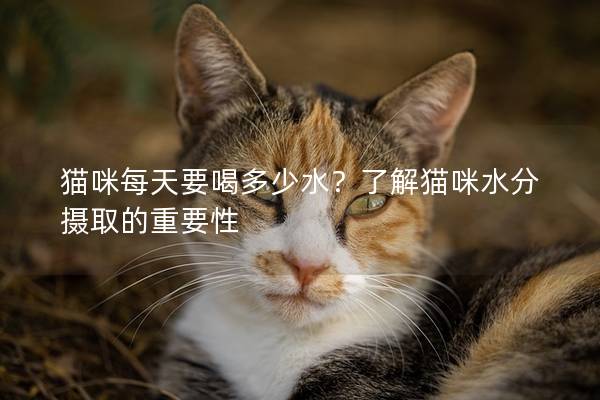 貓咪每天要喝多少水？了解貓咪水分攝取的重要性