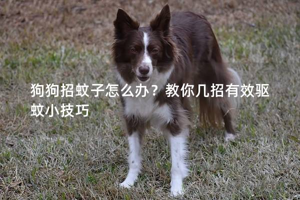 狗狗招蚊子怎么辦？教你幾招有效驅(qū)蚊小技巧