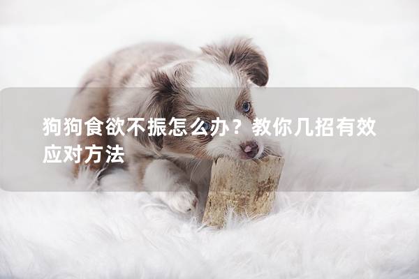 狗狗食欲不振怎么辦？教你幾招有效應對方法