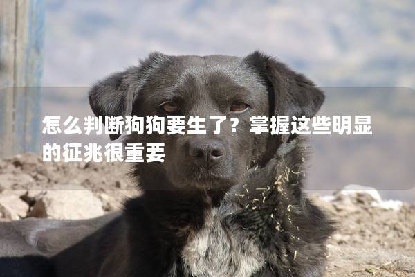 怎么判斷狗狗要生了？掌握這些明顯的征兆很重要