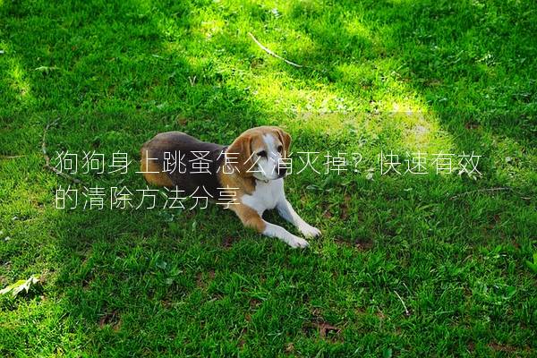 狗狗身上跳蚤怎么消滅掉?快速有效的清除方法分享 狗狗身上跳蚤怎么消滅掉?快速有效的清除方法分享