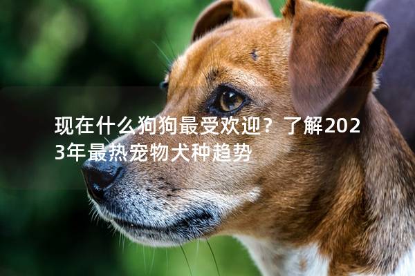 現在什么狗狗最受歡迎？了解2023年最熱寵物犬種趨勢