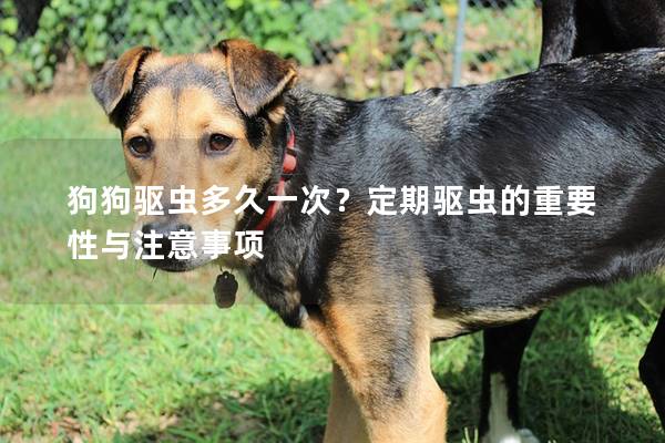 狗狗驅蟲多久一次？定期驅蟲的重要性與注意事項