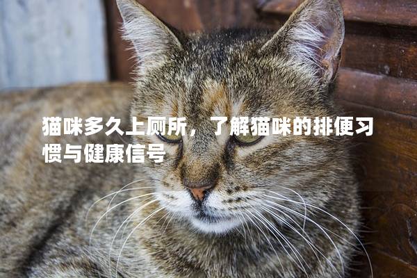 貓咪多久上廁所，了解貓咪的排便習慣與健康信號