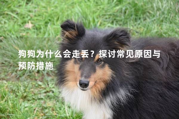 狗狗為什么會走丟？探討常見原因與預防措施