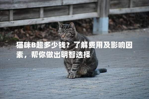 貓咪B超多少錢？了解費用及影響因素，幫你做出明智選擇