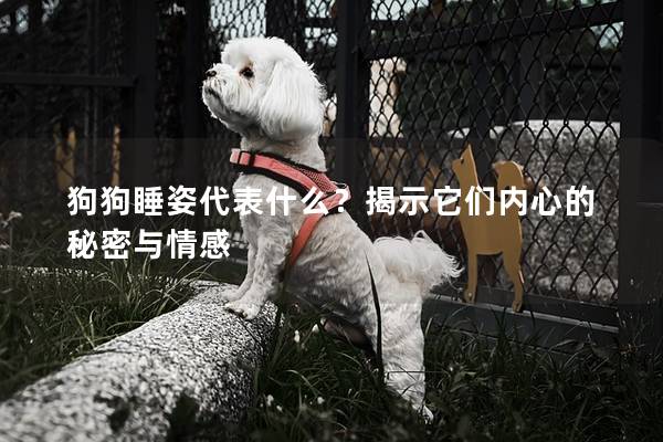 狗狗睡姿代表什么？揭示它們內心的秘密與情感