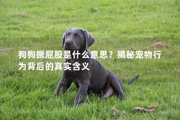 狗狗撅屁股是什么意思？揭秘寵物行為背后的真實含義