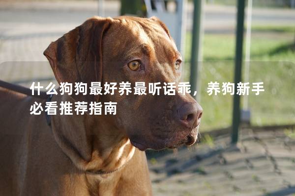 什么狗狗最好養(yǎng)最聽話乖,養(yǎng)狗新手必看推薦指南