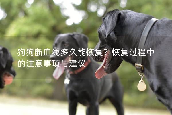 狗狗斷血線多久能恢復？恢復過程中的注意事項與建議
