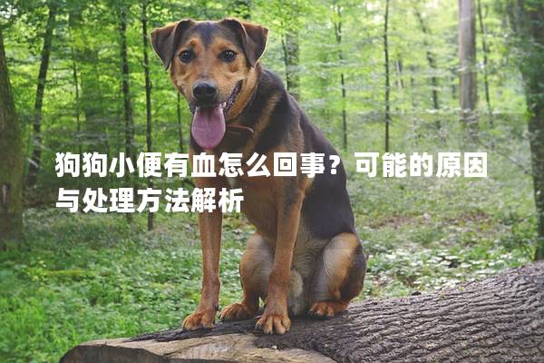 狗狗小便有血怎么回事？可能的原因與處理方法解析