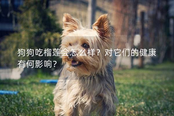 狗狗吃榴蓮會怎么樣？對它們的健康有何影響？