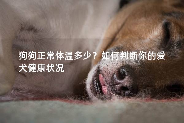 狗狗正常體溫多少？如何判斷你的愛犬健康狀況