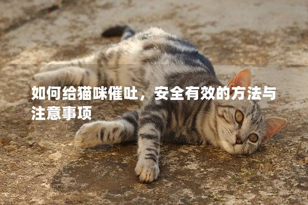 如何給貓咪催吐，安全有效的方法與注意事項