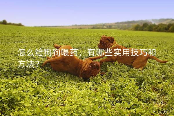 怎么給狗狗喂藥，有哪些實用技巧和方法？