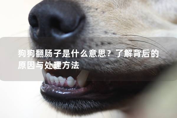 狗狗翻腸子是什么意思?了解背后的原因與處理方法 狗狗翻腸子是什么意思?了解背后的原因與處理方法