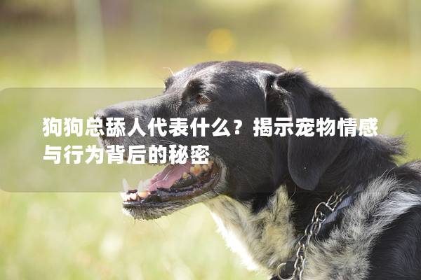 狗狗總舔人代表什么？揭示寵物情感與行為背后的秘密